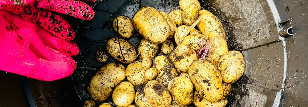 Why Carbs Aren't the Enemy for Active Women: The Importance of Whole Grains and Root Veggies